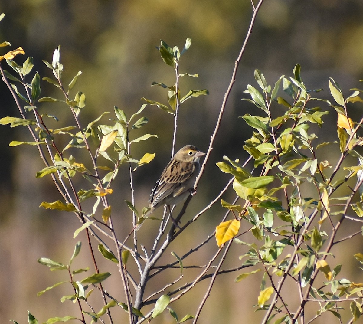 Dickcissel - ML645671962