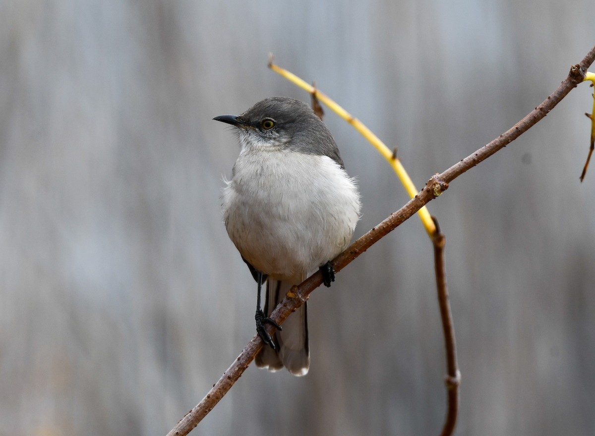 Northern Mockingbird - ML645671976