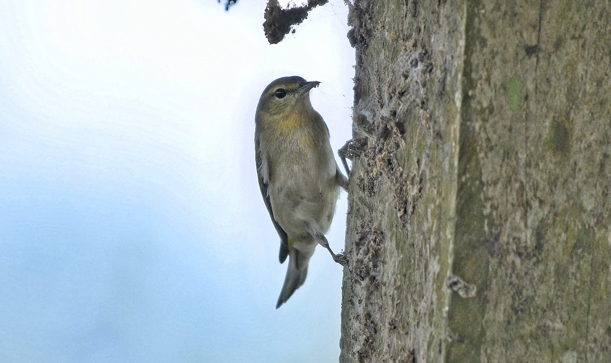Червоїд світлобровий - ML645671977