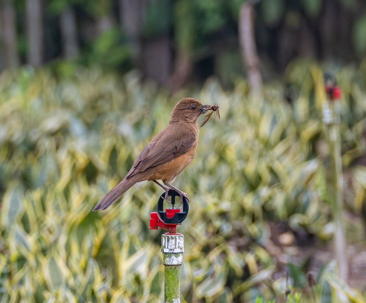 Merle fauve - ML645671984