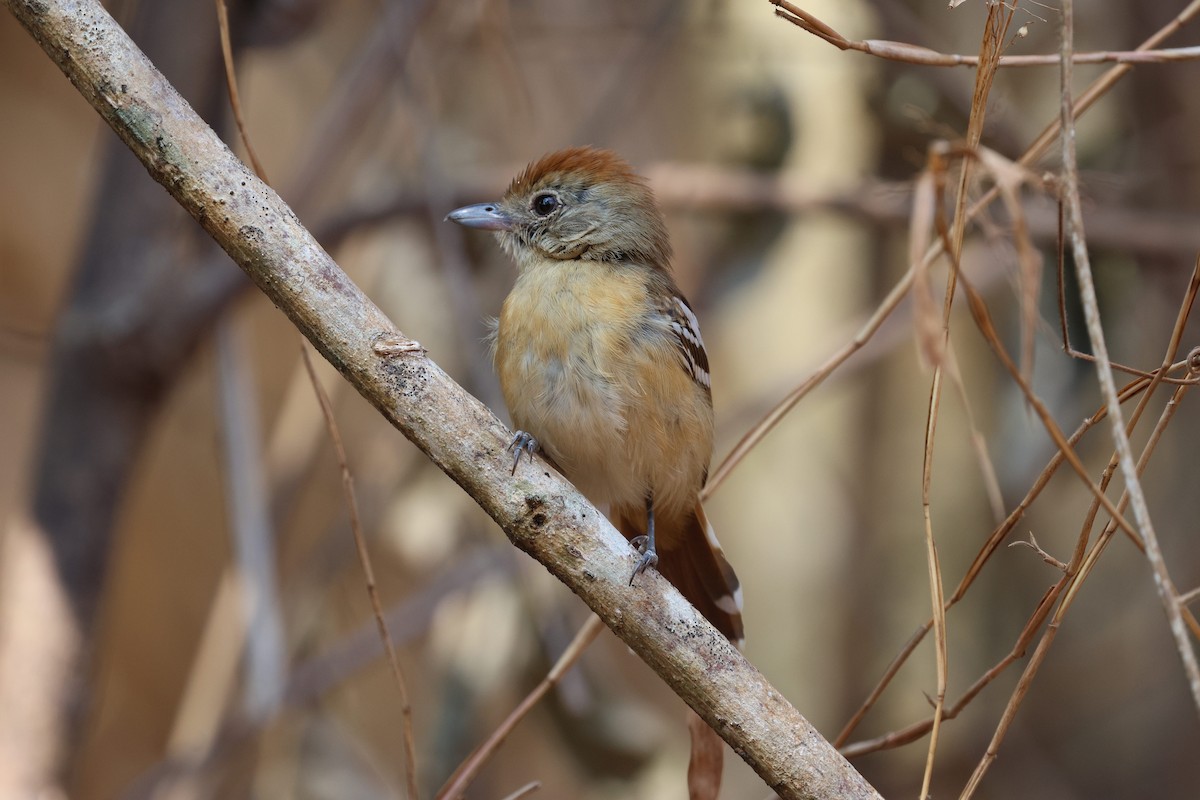 Planalto Gri Karıncaavcısı - ML645671985