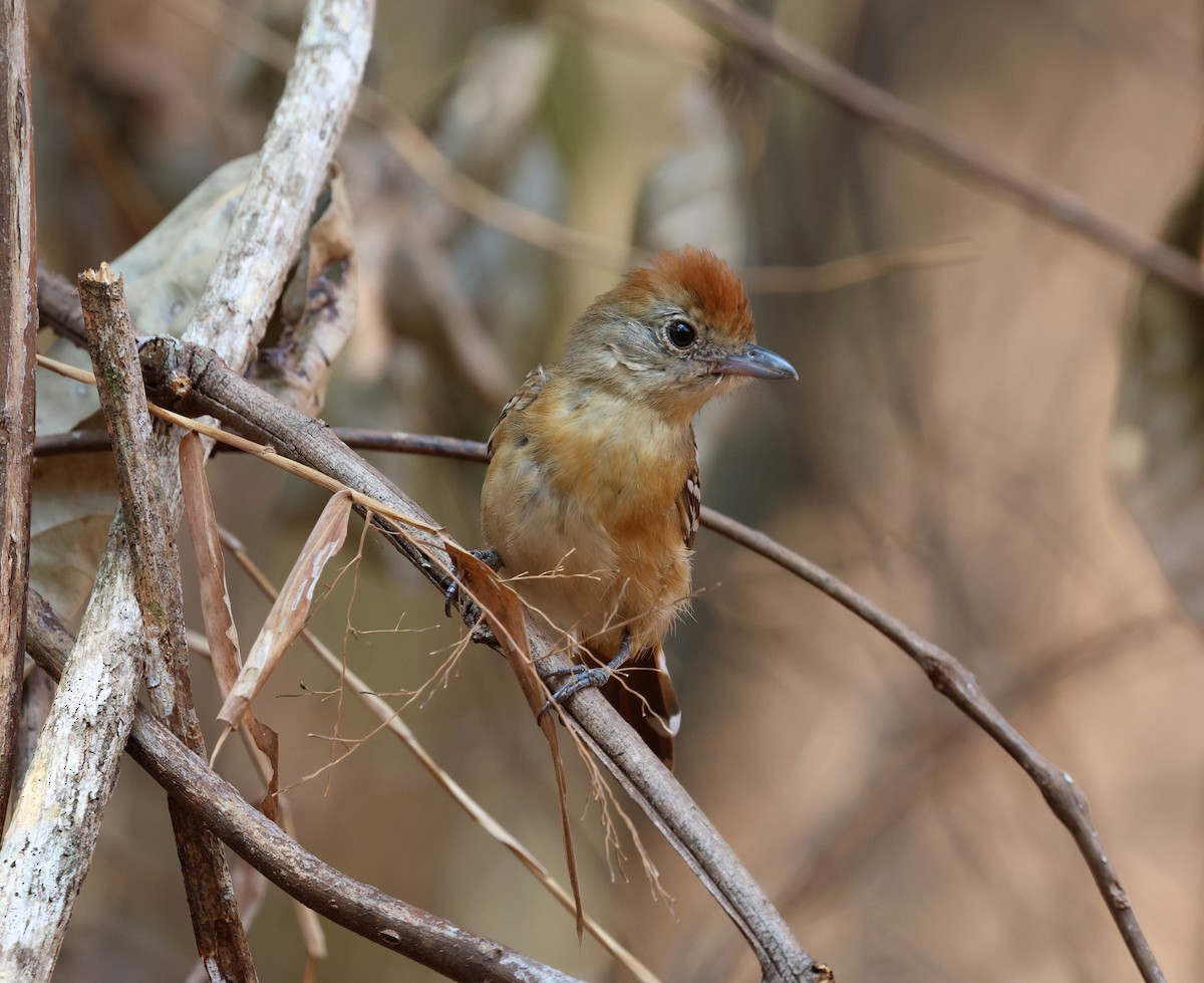 Planalto Gri Karıncaavcısı - ML645671986