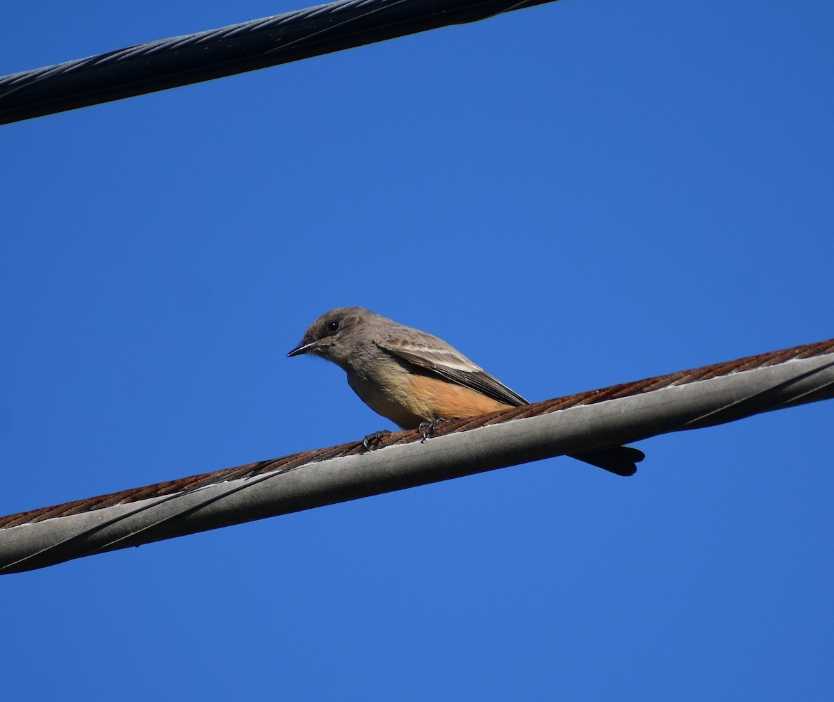 Say's Phoebe - ML645671987