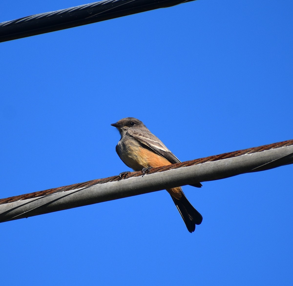 Say's Phoebe - ML645671990