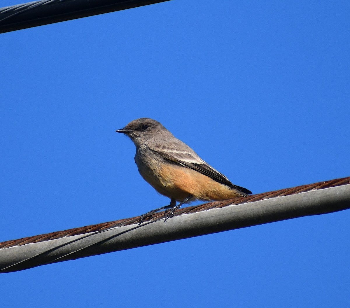 Say's Phoebe - ML645671993