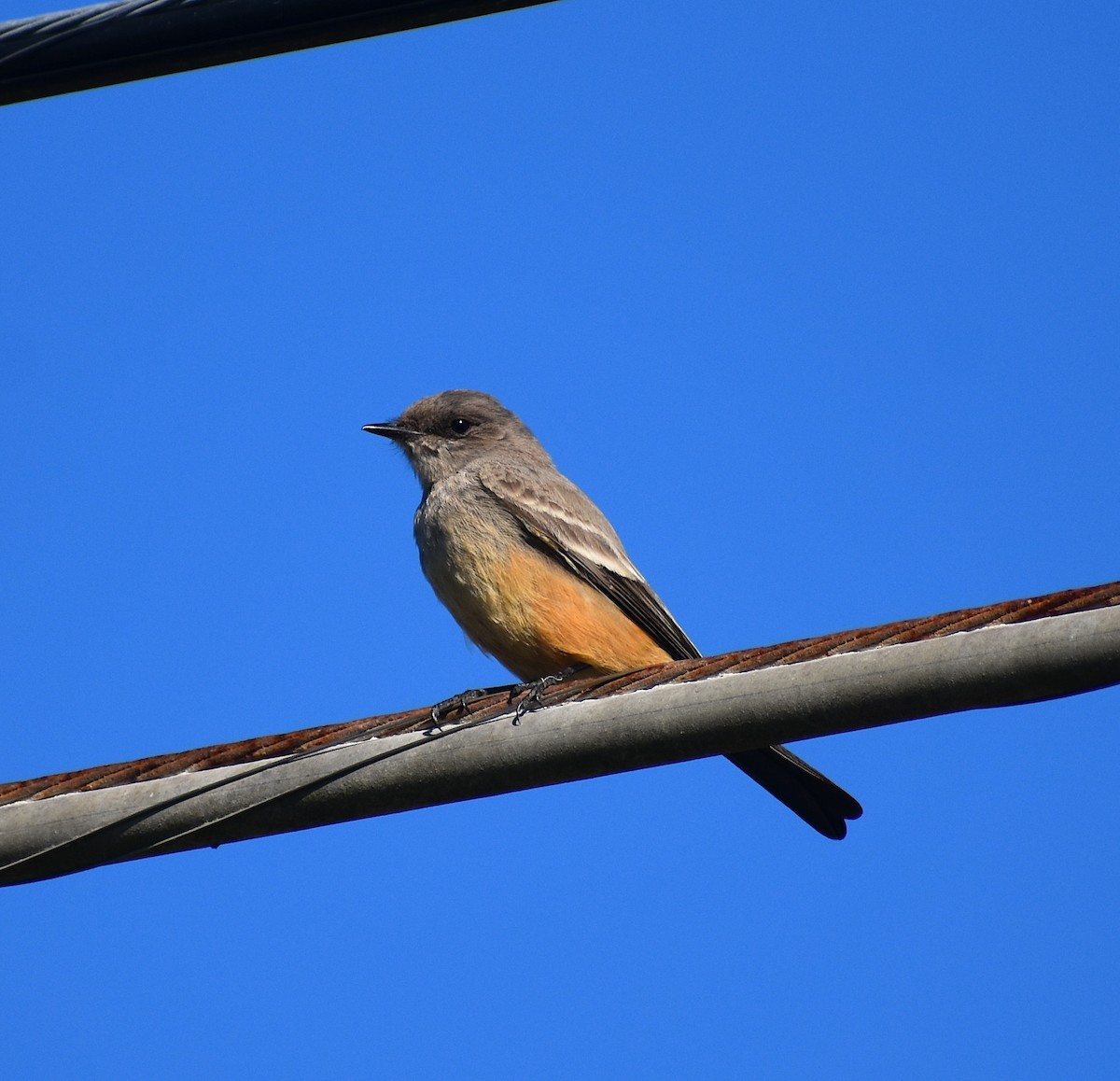 Say's Phoebe - ML645671994