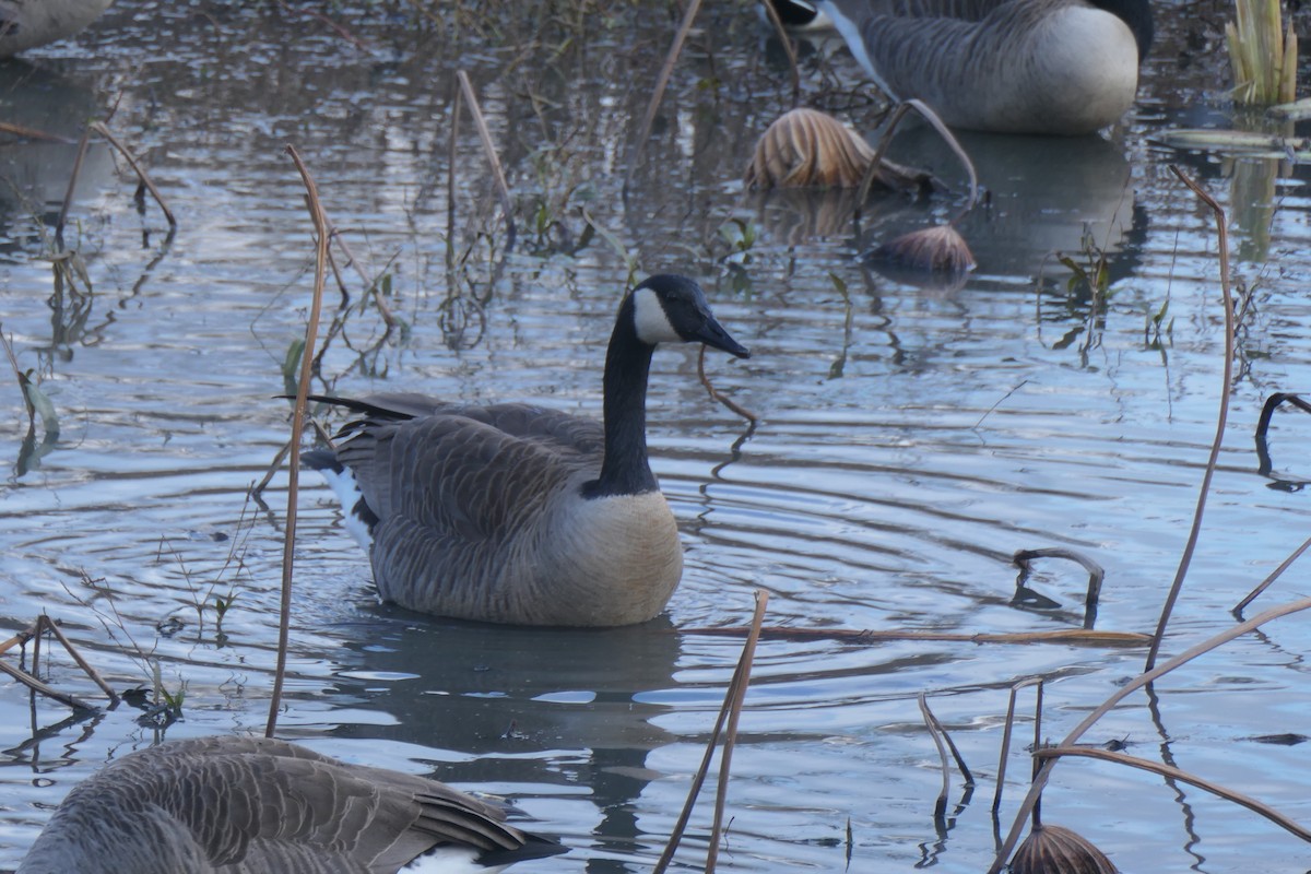 Canada Goose - ML645671995