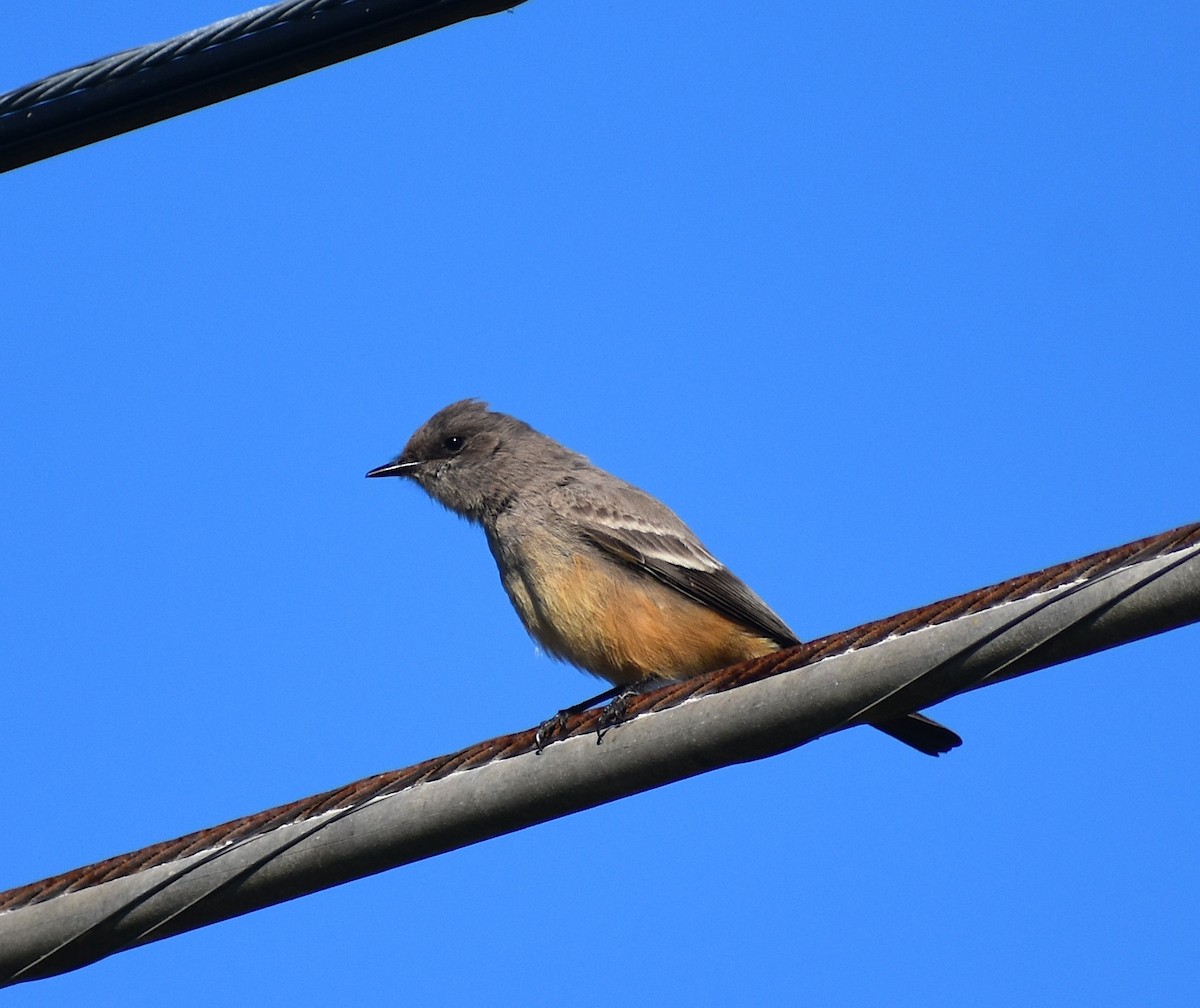 Say's Phoebe - ML645671996