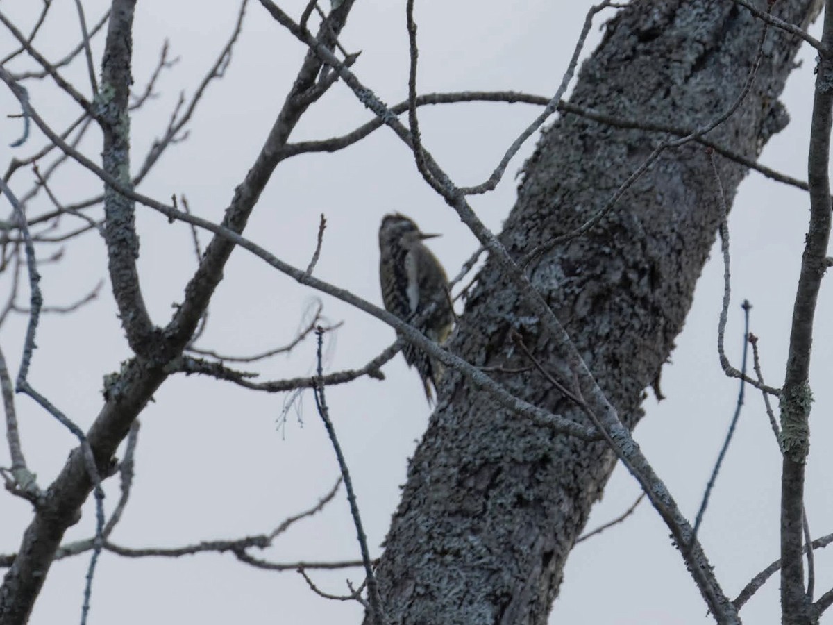 datel rudohrdlý - ML645672000