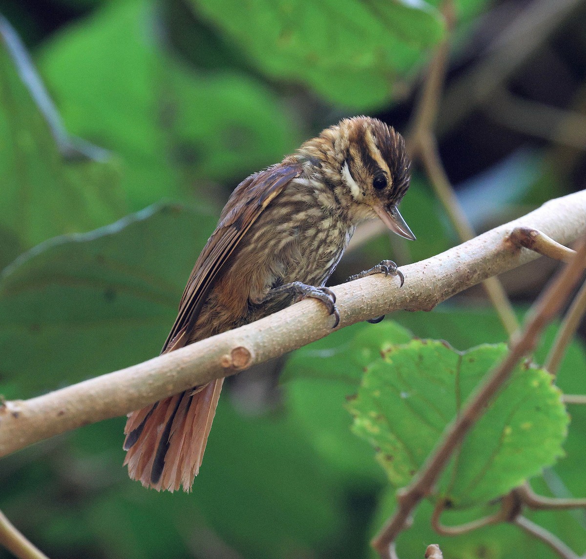 Çizgili Zenops - ML645672002