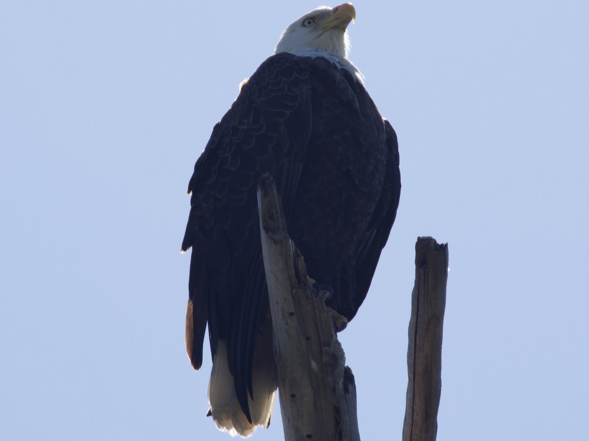 Itsas arrano buruzuria - ML645672005