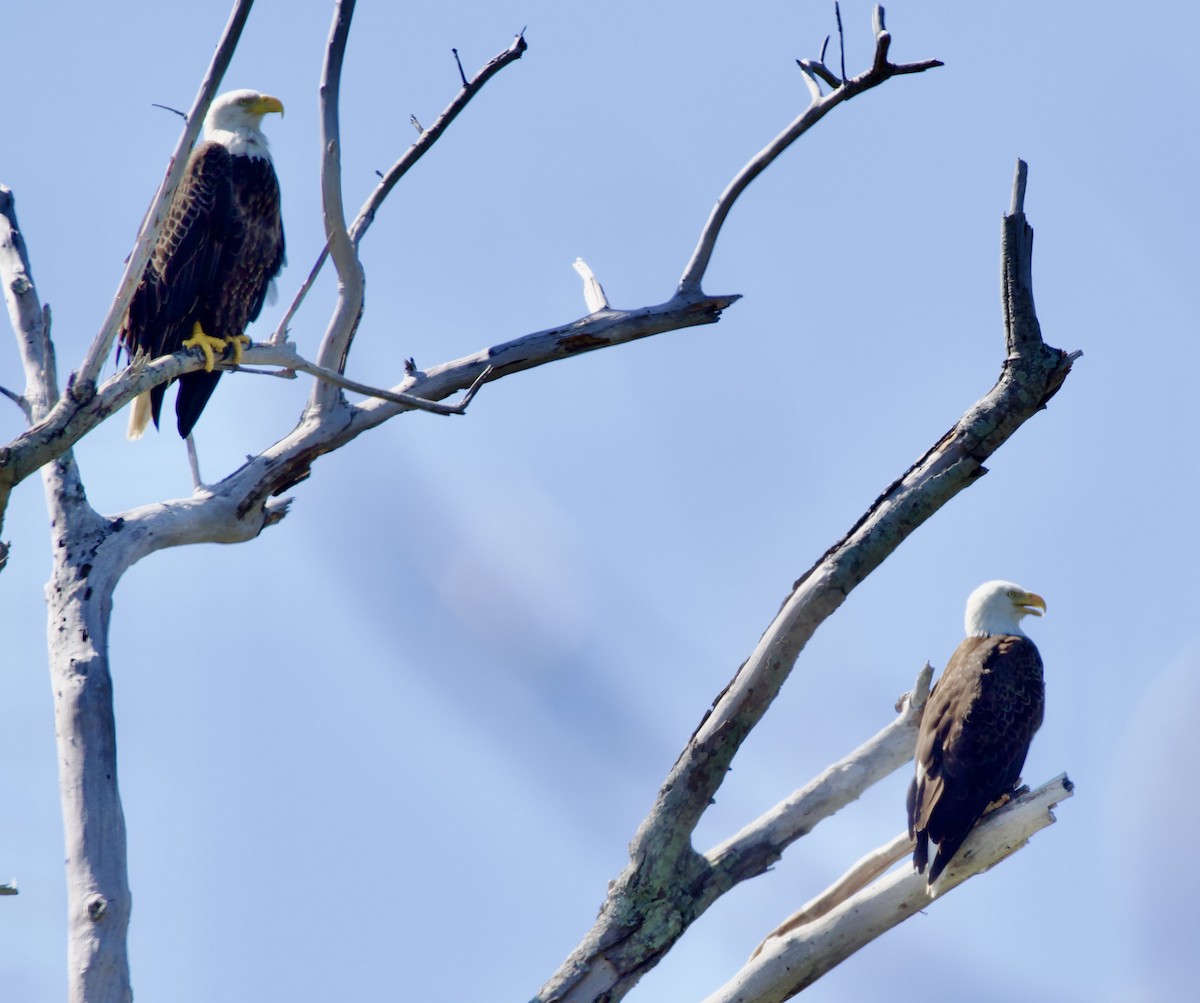 Itsas arrano buruzuria - ML645672006