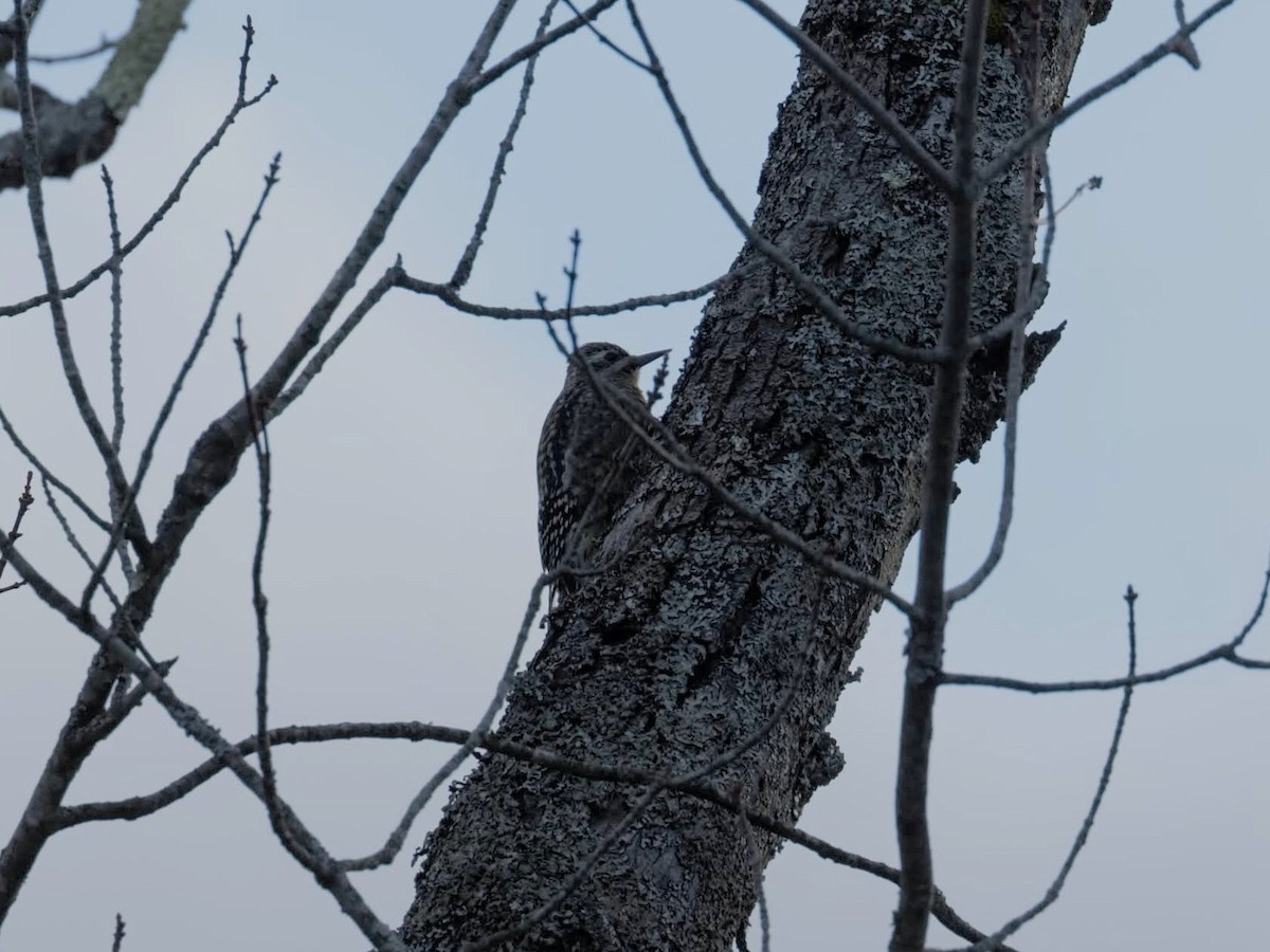 datel rudohrdlý - ML645672009