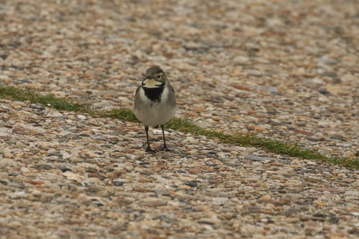 White Wagtail - ML645672028