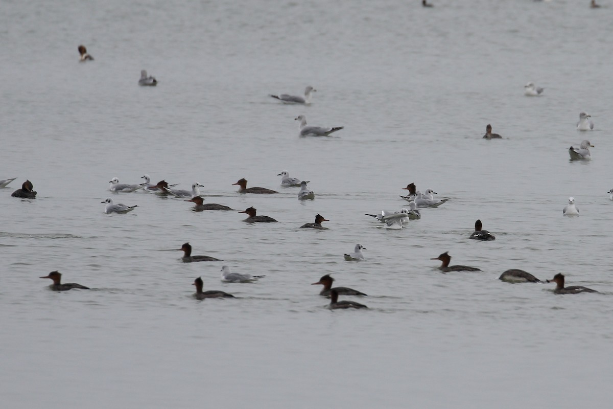 Bonaparte's Gull - ML645672033