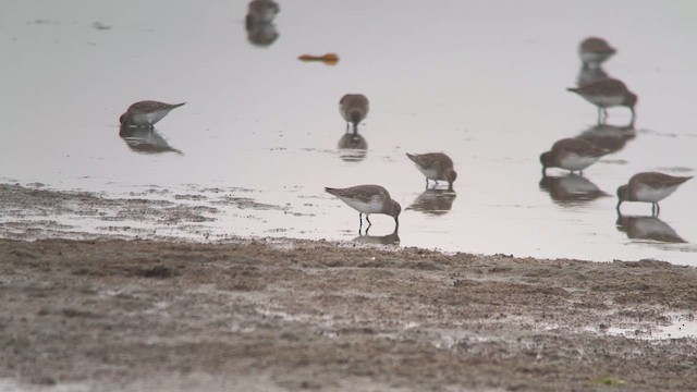 bonapartesnipe - ML645672035