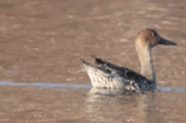 Northern Pintail - ML645672036