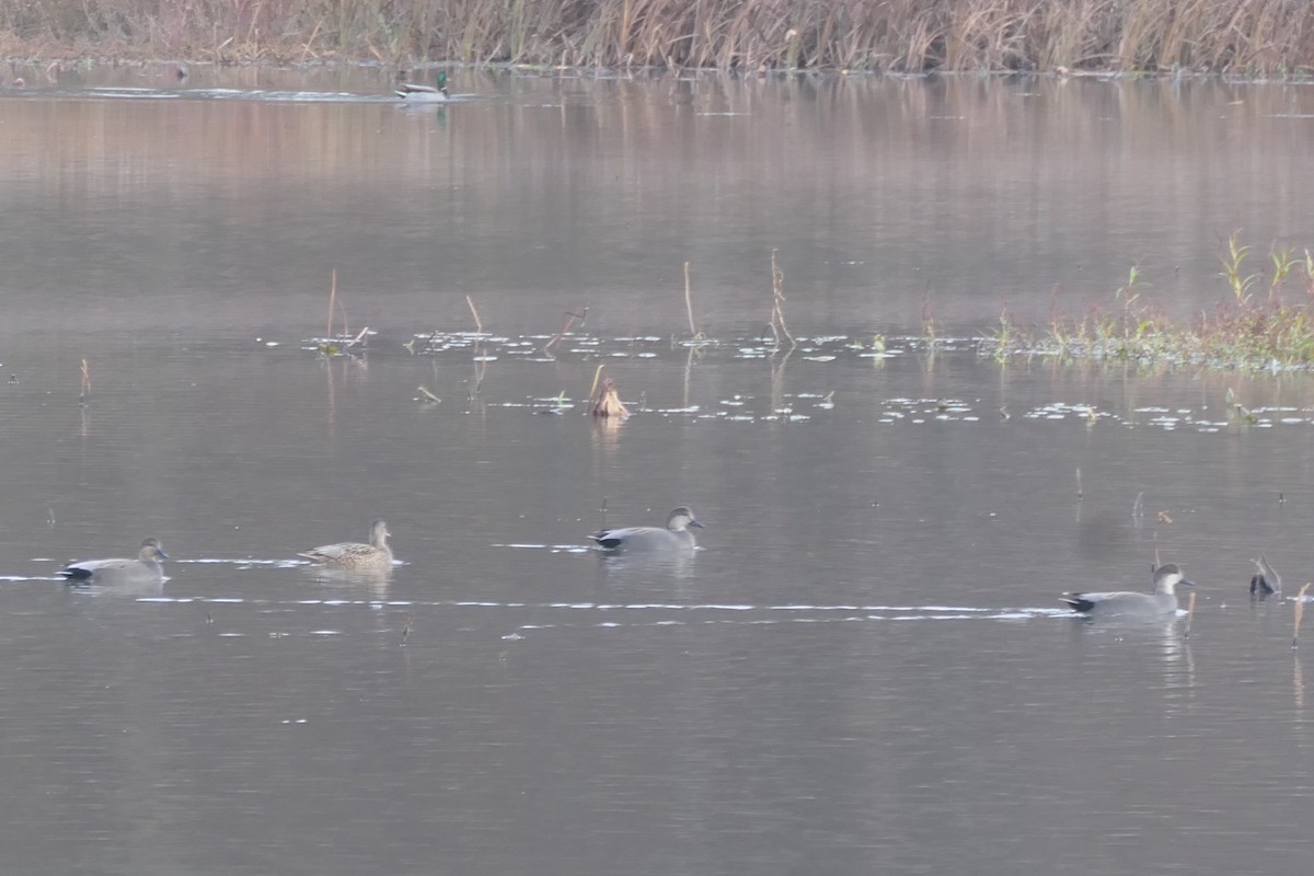 Gadwall - ML645672041