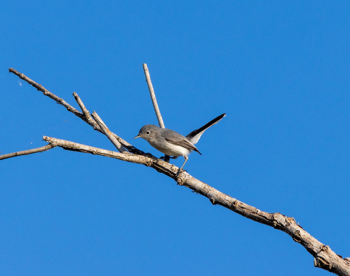 Голубая комароловка - ML645672048