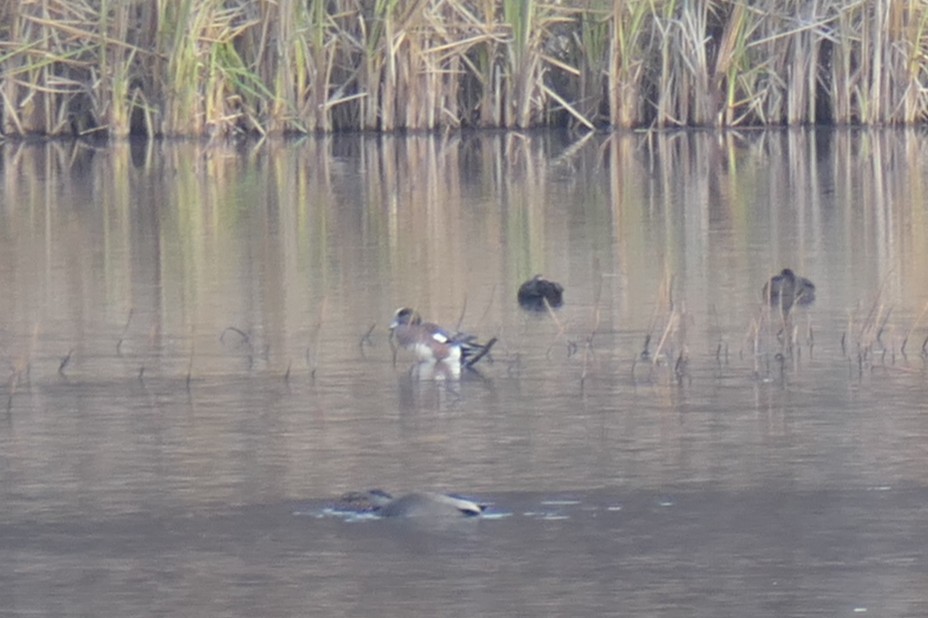 American Wigeon - ML645672050