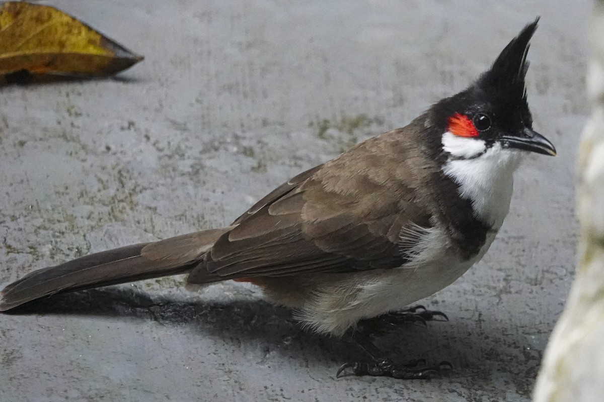 Red-whiskered Bulbul - ML645672061