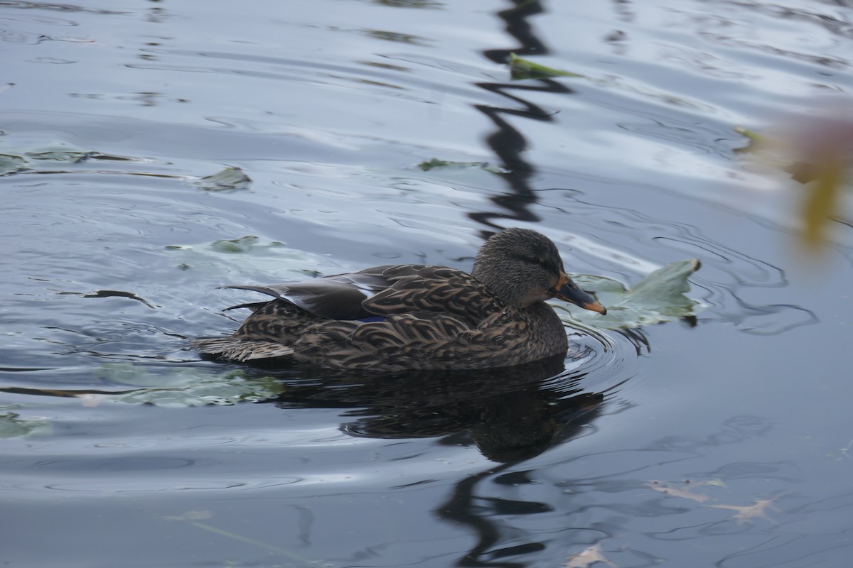 Mallard - ML645672070