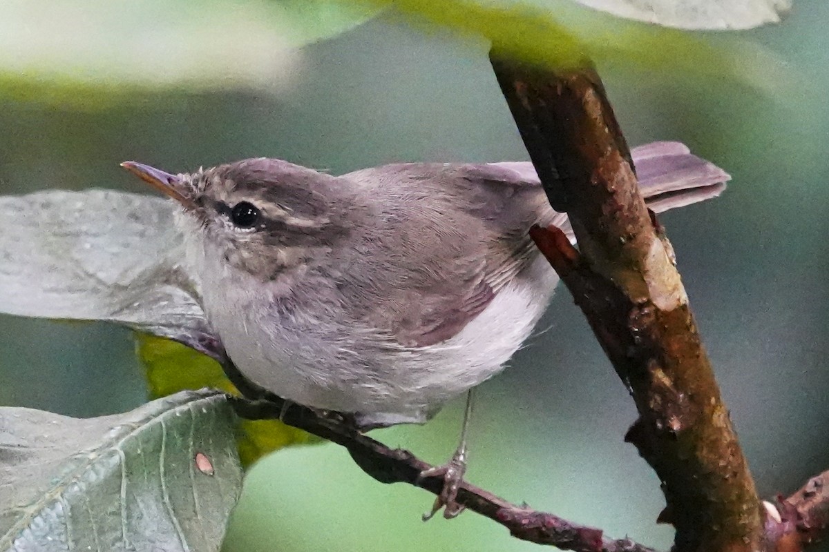 budníček zelený - ML645672073