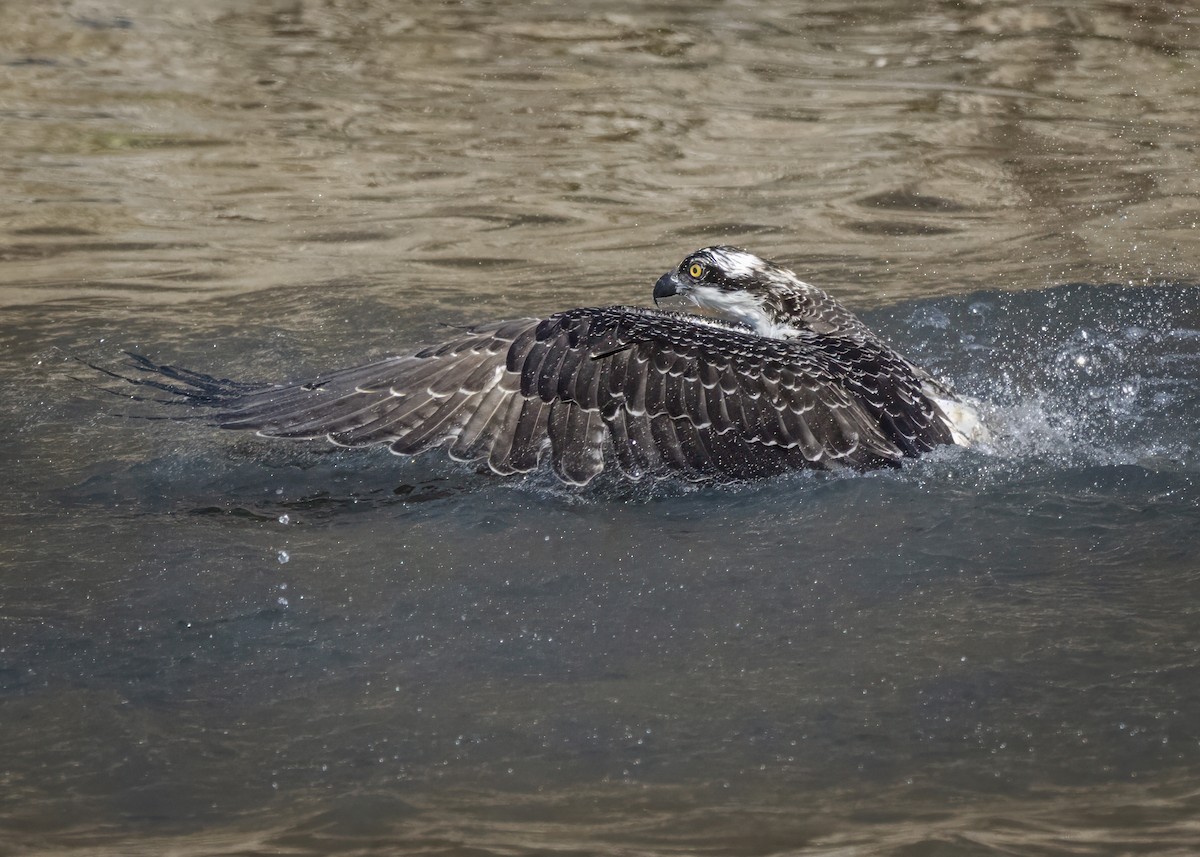 Osprey - ML645672075