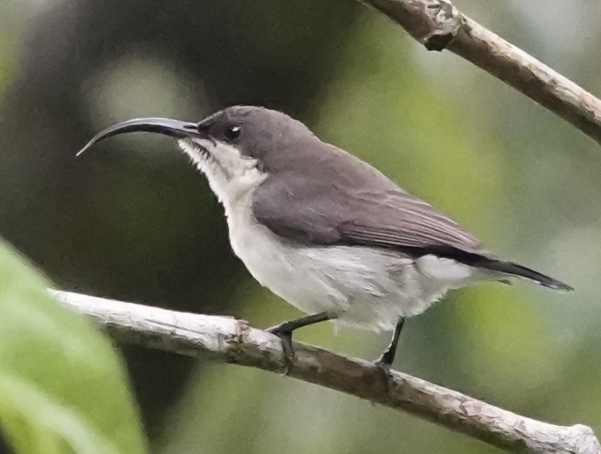 Loten's Sunbird - ML645672077