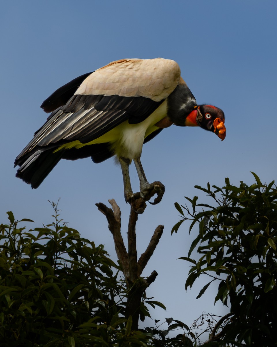 King Vulture - ML645672079
