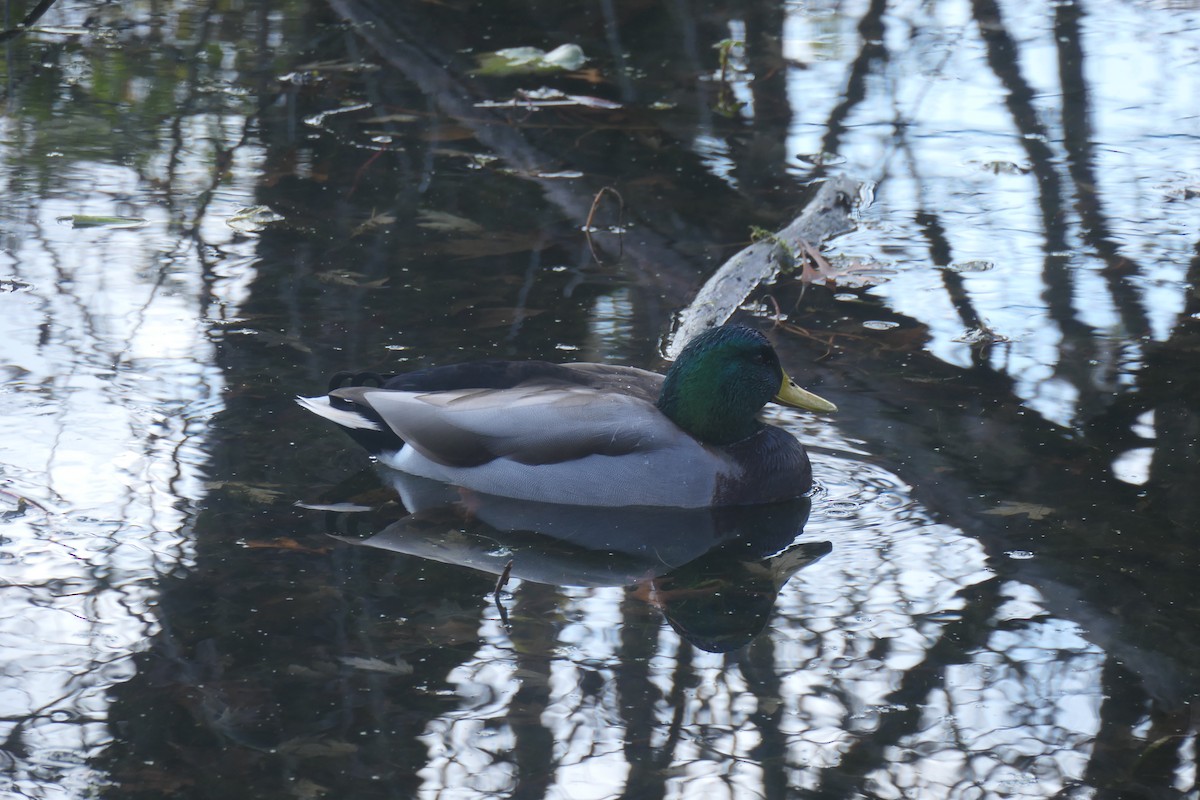Mallard - ML645672093
