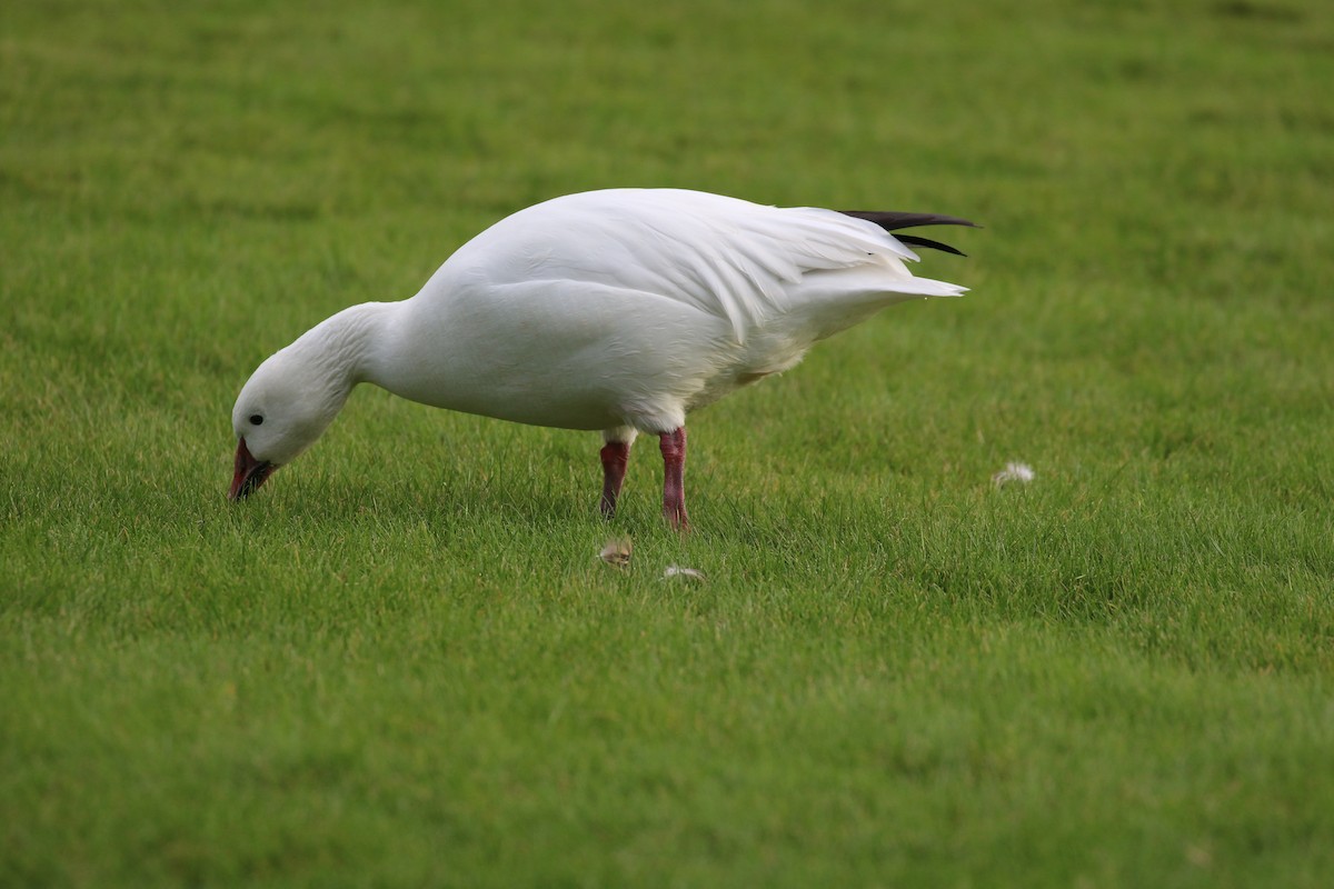 Snow Goose - ML645672097