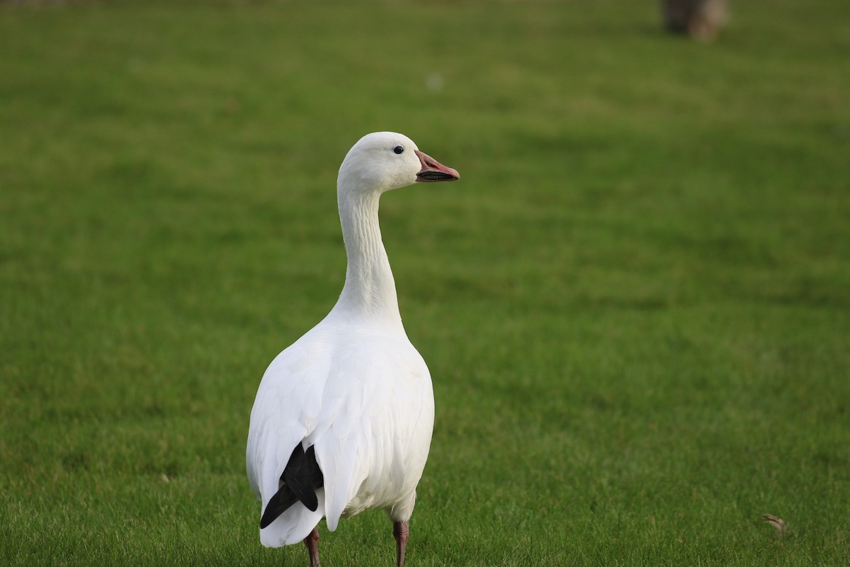 Snow Goose - ML645672098