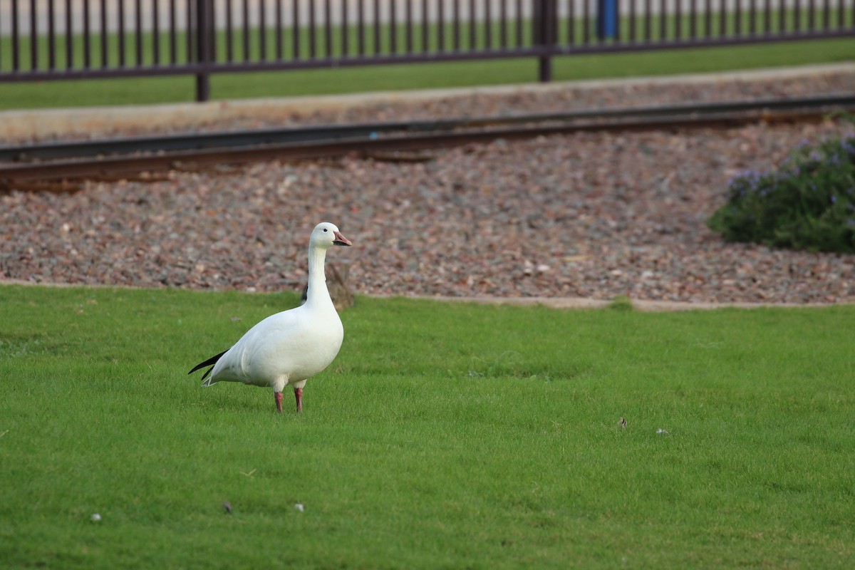 Snow Goose - ML645672099