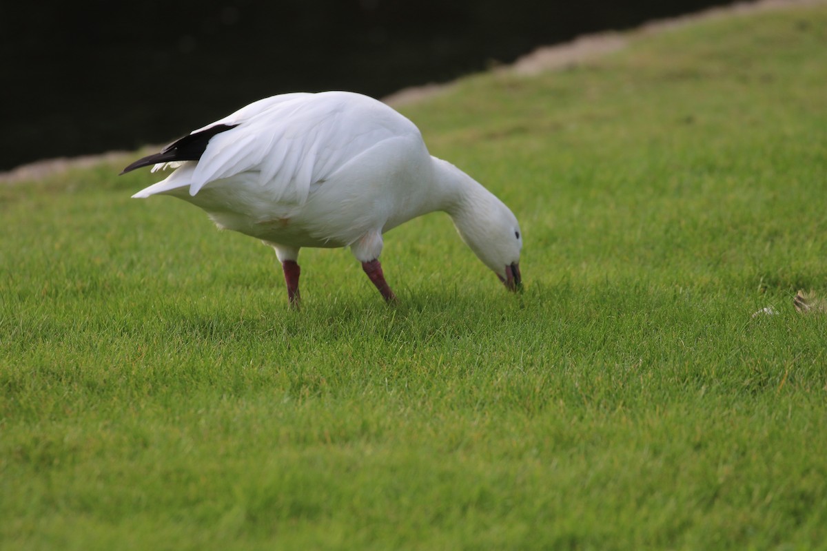 Snow Goose - ML645672100