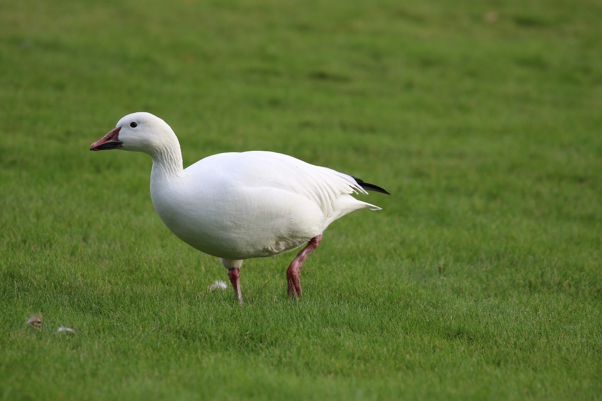 Snow Goose - ML645672101