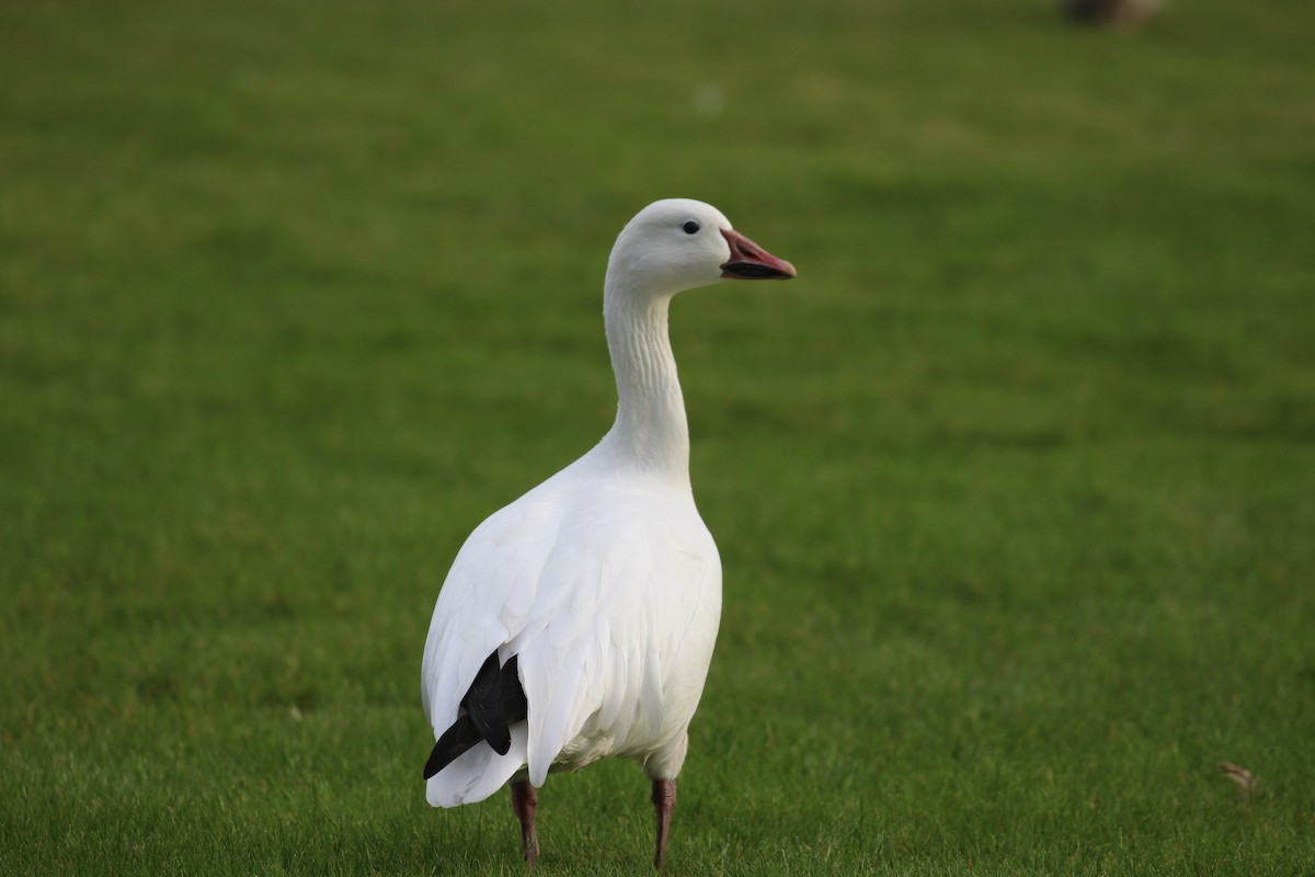 Snow Goose - ML645672102
