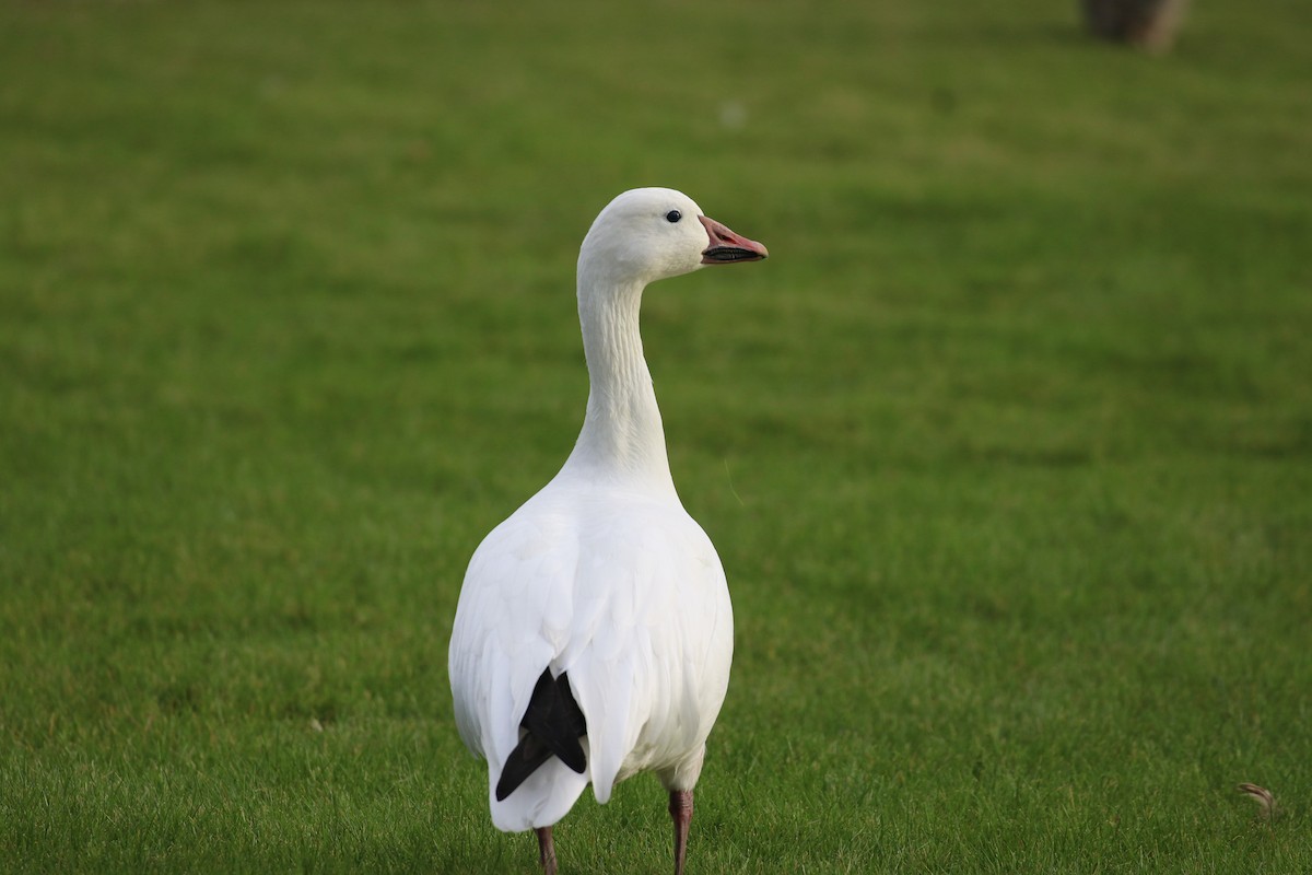Snow Goose - ML645672103