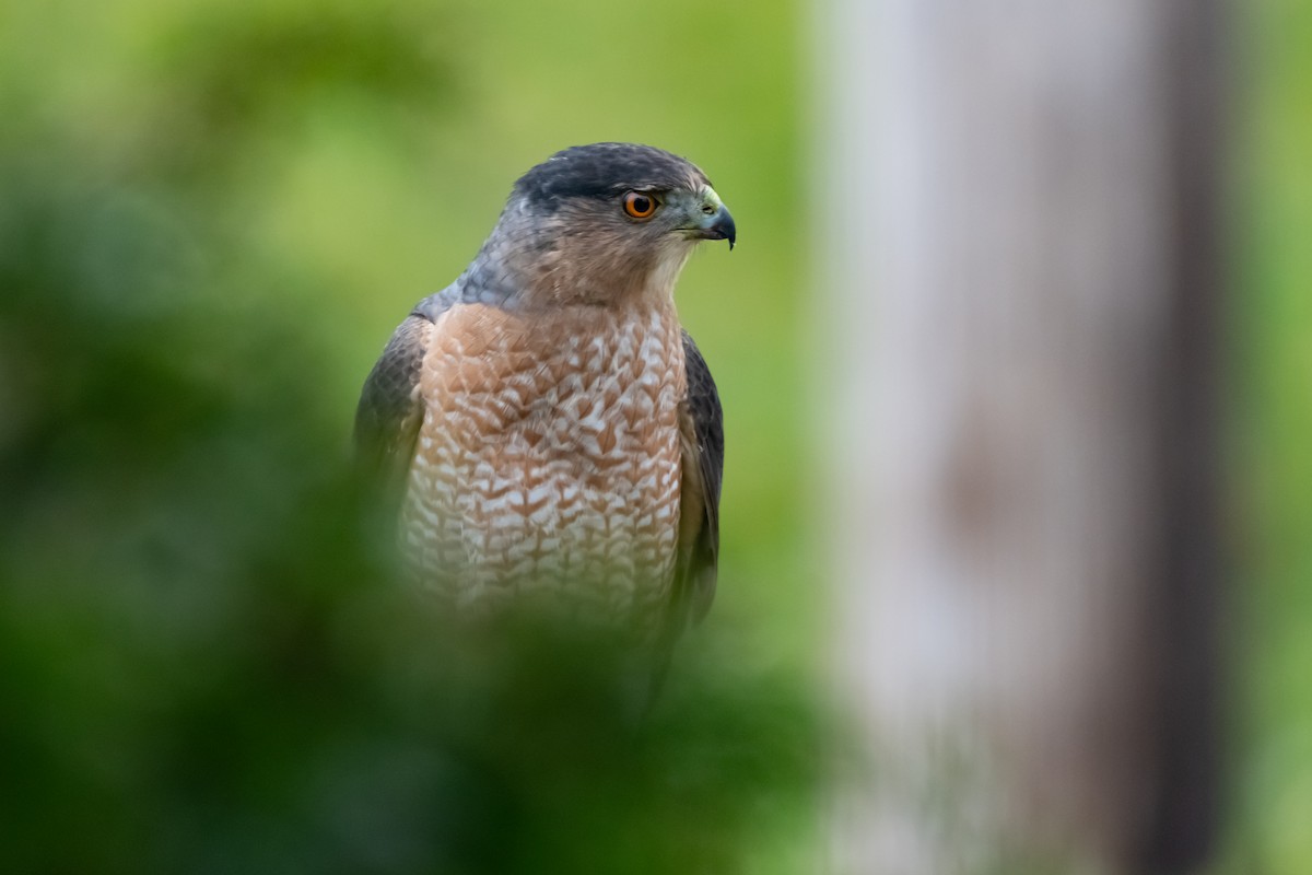 Cooper's Hawk - ML645672105