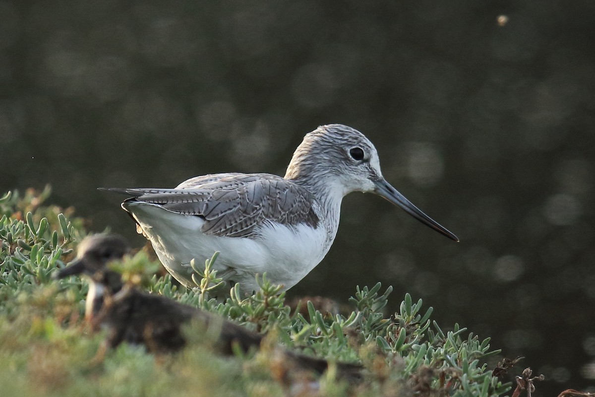 Common Greenshank - ML645672111
