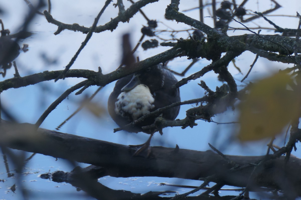 Mallard (Domestic type) - ML645672116