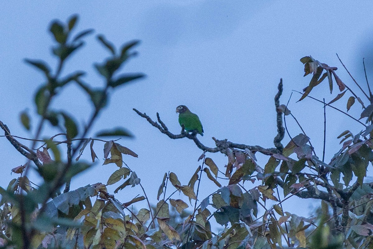 amazónek hnědohlavý - ML645672121