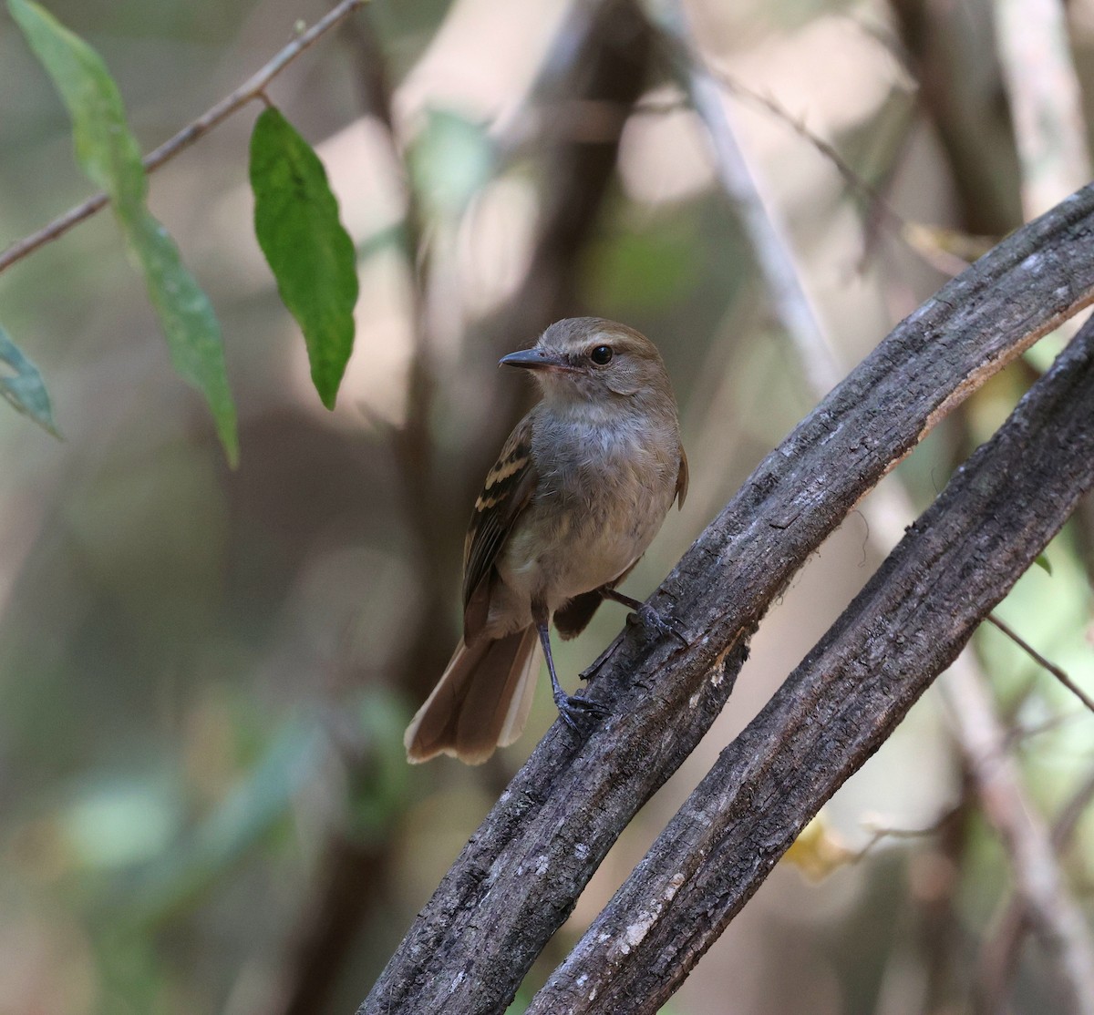 Fuscous Flycatcher - ML645672125