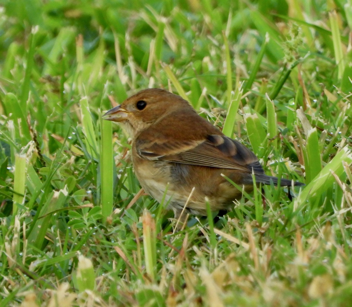 Индиговый колорин - ML645672126