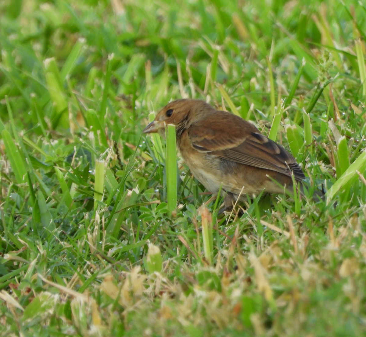 Индиговый колорин - ML645672127