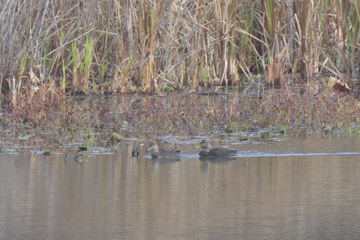 American Black Duck - ML645672131