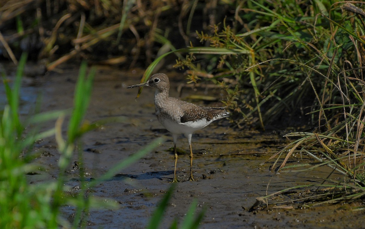 Solitary Sandpiper - ML645672135