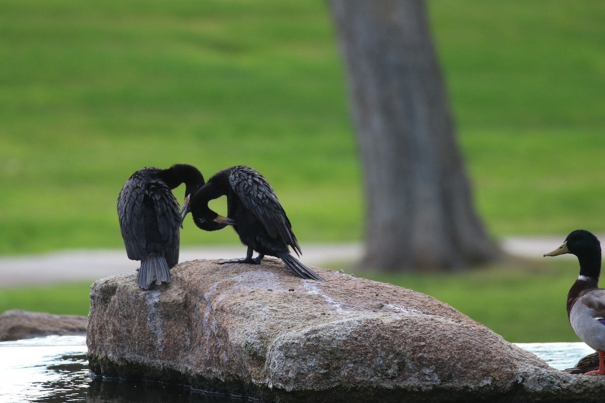 Neotropic Cormorant - ML645672151