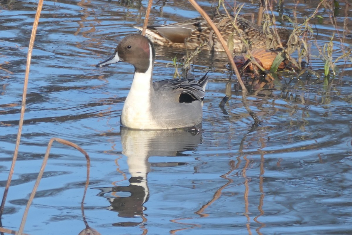 Northern Pintail - ML645672153