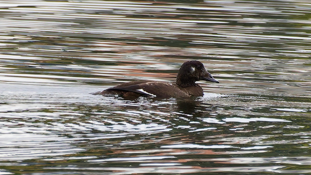 turpan kanadský - ML645672154